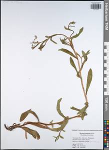 Myosotis scorpioides L., Eastern Europe, Central region (E4) (Russia)