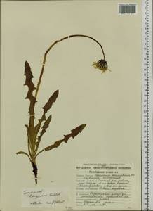 Taraxacum longicorne Dahlst., Siberia, Chukotka & Kamchatka (S7) (Russia)