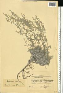 Artemisia hololeuca M. Bieb. ex Besser, Eastern Europe, North Ukrainian region (E11) (Ukraine)