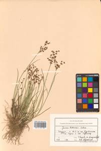 Juncus articulatus subsp. articulatus, Siberia, Russian Far East (S6) (Russia)