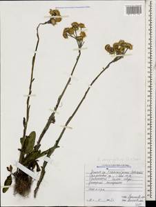 Tephroseris cladobotrys subsp. subfloccosa (Schischk.) Greuter, Caucasus, North Ossetia, Ingushetia & Chechnya (K1c) (Russia)