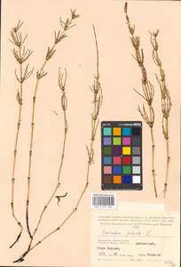 Equisetum palustre L., Eastern Europe, Moscow region (E4a) (Russia)