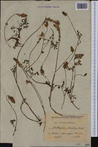 Onobrychis montana subsp. scardica (Griseb.)P.W.Ball, Western Europe (EUR) (North Macedonia)
