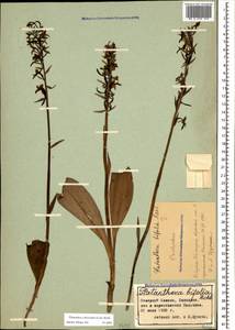 Platanthera chlorantha (Custer) Rchb., Caucasus, Stavropol Krai, Karachay-Cherkessia & Kabardino-Balkaria (K1b) (Russia)