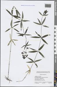 Galium boreale L., Eastern Europe, Central region (E4) (Russia)