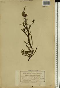 Linaria vulgaris Mill., Eastern Europe, Belarus (E3a) (Belarus)