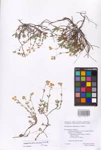 Helianthemum rupifragum A. Kern., Eastern Europe, Central forest-and-steppe region (E6) (Russia)