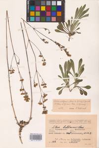 Silene wolgensis (Hornem.) Otth, Eastern Europe, Lower Volga region (E9) (Russia)