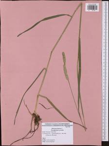Phleum pratense L., Eastern Europe, Central region (E4) (Russia)