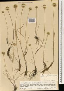 Allium flavidum Ledeb., Mongolia (MONG) (Mongolia)