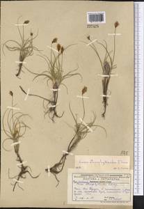 Carex stenophylla subsp. stenophylloides (V.I.Krecz.) T.V.Egorova, Middle Asia, Caspian Ustyurt & Northern Aralia (M8) (Kazakhstan)