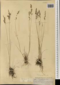 Poa attenuata Trin., Mongolia (MONG) (Mongolia)