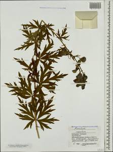 Aconitum variegatum subsp. nasutum (Fischer ex Rchb.) Götz, Caucasus, Stavropol Krai, Karachay-Cherkessia & Kabardino-Balkaria (K1b) (Russia)