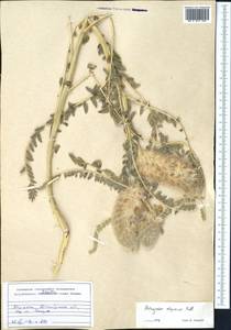 Astragalus alopecias Pall., Middle Asia, Muyunkumy, Balkhash & Betpak-Dala (M9) (Kazakhstan)