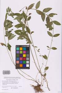 Vinca herbacea Waldst. & Kit., Eastern Europe, Rostov Oblast (E12a) (Russia)