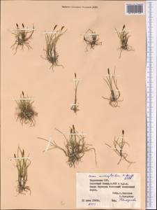 Carex microglochin Wahlenb., Middle Asia, Pamir & Pamiro-Alai (M2) (Tajikistan)