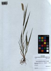 Setaria pumila (Poir.) Roem. & Schult., Siberia, Altai & Sayany Mountains (S2) (Russia)