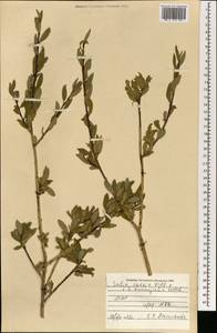 Salix caesia Vill., Mongolia (MONG) (Mongolia)