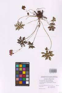 Geranium collinum Stephan ex Willd., Eastern Europe, Rostov Oblast (E12a) (Russia)