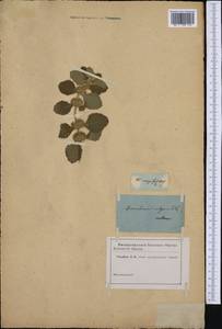Marrubium vulgare L., Botanic gardens and arboreta (GARD) (Russia)