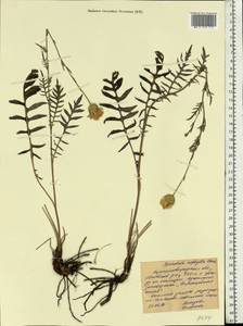 Klasea radiata subsp. gmelinii (Tausch) L. Martins, Eastern Europe, North Ukrainian region (E11) (Ukraine)