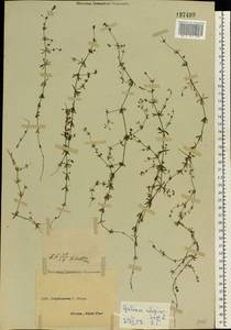 Galium uliginosum L., Eastern Europe, South Ukrainian region (E12) (Ukraine)