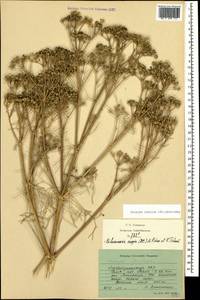 Bilacunaria caspica (DC.) Pimenov & V.N.Tikhom., Caucasus, Azerbaijan (K6) (Azerbaijan)