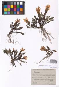 MHA 0 162 240, Pedicularis oederi, Siberia, Western Siberia (S1) (Russia)