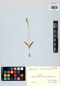 Herminium monorchis (L.) R.Br., Siberia, Baikal & Transbaikal region (S4) (Russia)