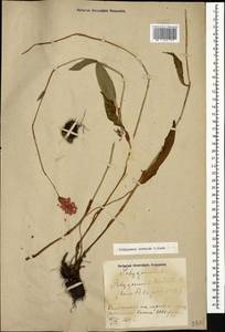 Bistorta carnea (K. Koch) Kom., Caucasus, Azerbaijan (K6) (Azerbaijan)