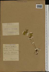 Geranium pusillum L., Eastern Europe, South Ukrainian region (E12) (Ukraine)