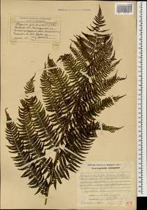 Athyrium filix-femina (L.) Roth, Caucasus, Armenia (K5) (Armenia)