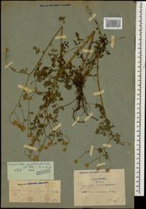 Tanacetum parthenium (L.) Sch. Bip., Caucasus, Armenia (K5) (Armenia)