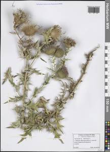 Lophiolepis serrulata (M. Bieb.) Del Guacchio, Bures, Iamonico & P. Caputo, Eastern Europe, Lower Volga region (E9) (Russia)