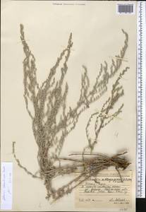 Artemisia schrenkiana Ledeb., Middle Asia, Northern & Central Tian Shan (M4) (Kyrgyzstan)
