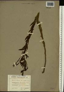 Linaria genistifolia (L.) Mill., Eastern Europe, North Ukrainian region (E11) (Ukraine)