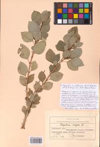 Populus tremuloides Michx., Eastern Europe, Central forest-and-steppe region (E6) (Russia)