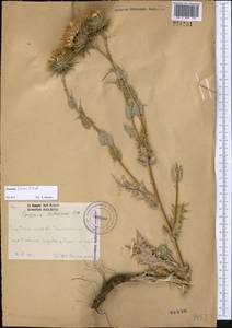 Cousinia fetissowii C. Winkl., Middle Asia, Western Tian Shan & Karatau (M3) (Kazakhstan)