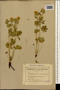 Potentilla pedata Willd., Caucasus, Armenia (K5) (Armenia)