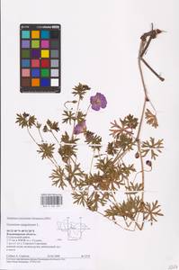 Geranium sanguineum L., Eastern Europe, Central region (E4) (Russia)