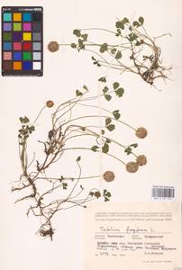 Trifolium fragiferum L., Eastern Europe, Central forest-and-steppe region (E6) (Russia)