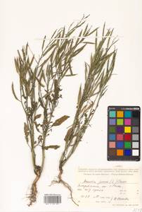 Brassica juncea (L.) Czern., Siberia, Russian Far East (S6) (Russia)