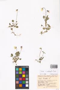 Viola × contempta Jord., Eastern Europe, Moscow region (E4a) (Russia)