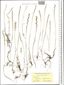 Lolium rigidum Gaudin, Caucasus, Dagestan (K2) (Russia)