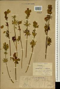 Aconitum rotundifolium Kar. & Kir., South Asia, South Asia (Asia outside ex-Soviet states and Mongolia) (ASIA) (China)