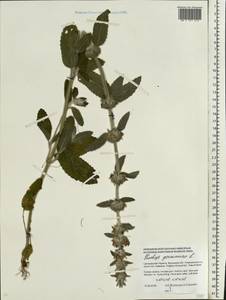 Stachys germanica L., Eastern Europe, South Ukrainian region (E12) (Ukraine)