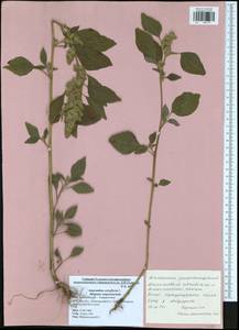 Amaranthus retroflexus L., Eastern Europe, Central region (E4) (Russia)