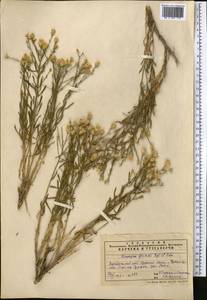 Crinitaria grimmii (Regel & Schmalh.) Grierson, Middle Asia, Pamir & Pamiro-Alai (M2) (Uzbekistan)