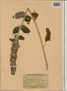 Stachys germanica L., Caucasus, Krasnodar Krai & Adygea (K1a) (Russia)