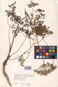 Oreoselinum nigrum Delarbre, Eastern Europe, West Ukrainian region (E13) (Ukraine)